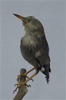絲光椋鳥藏品圖，第12張